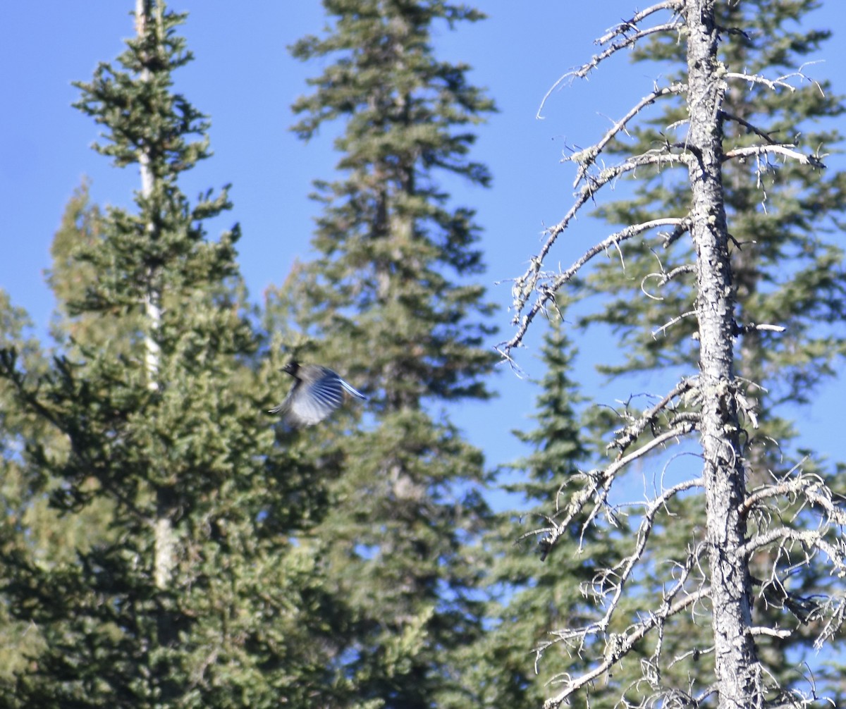 Steller's Jay - ML405226311