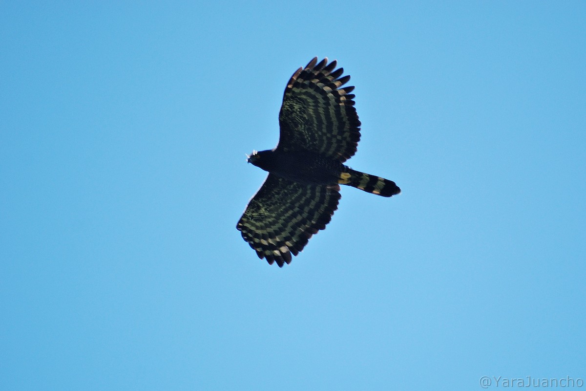 Águila Negra - ML405227261