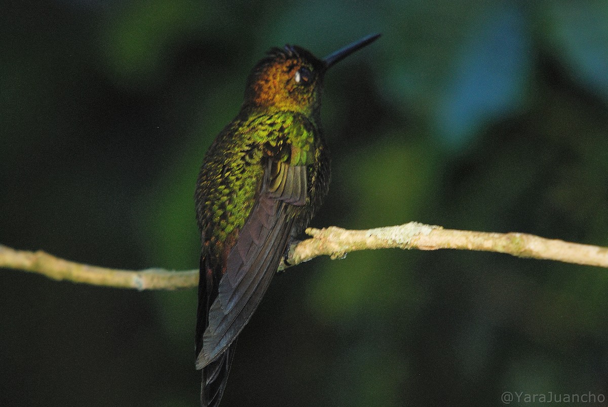 kolibřík měděnořitý - ML405230241