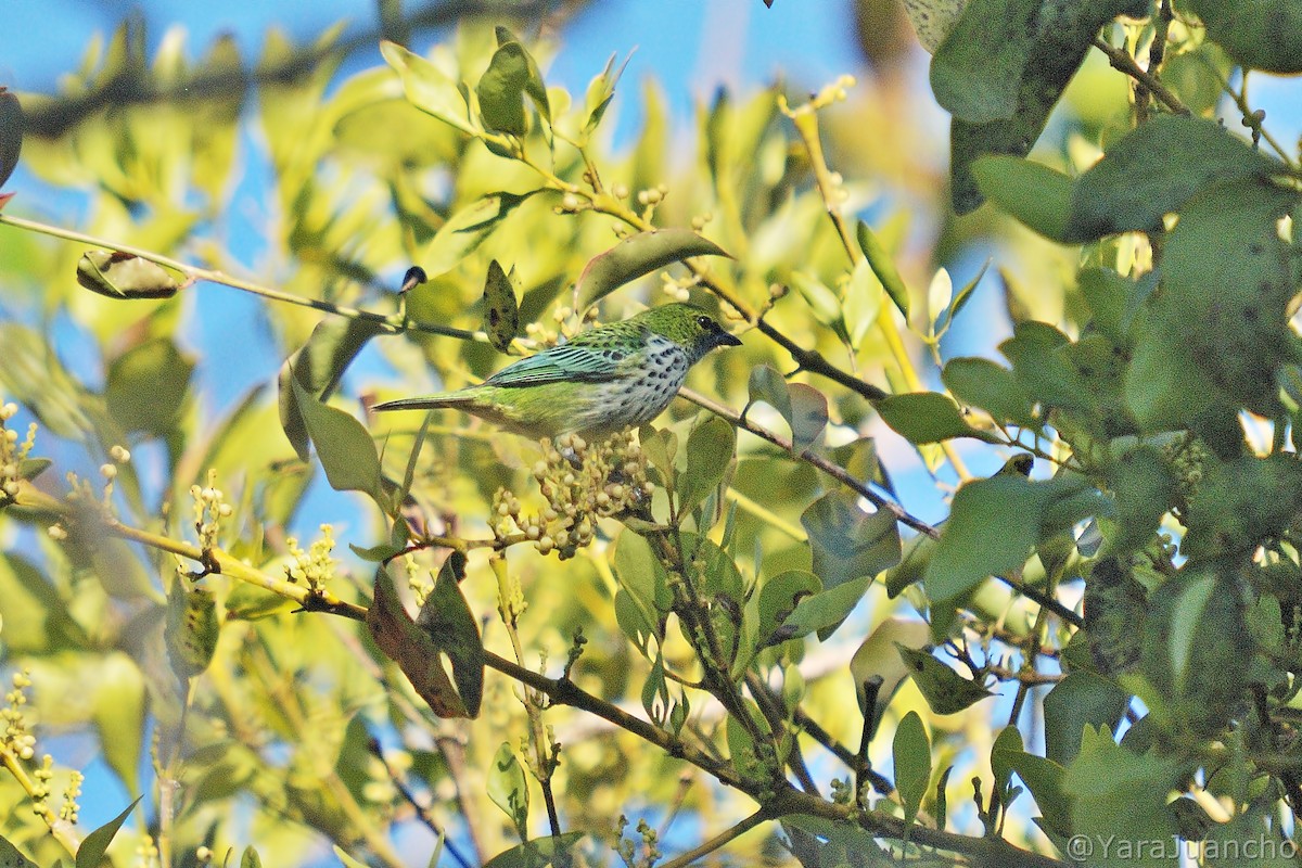 Speckled Tanager - ML405230751