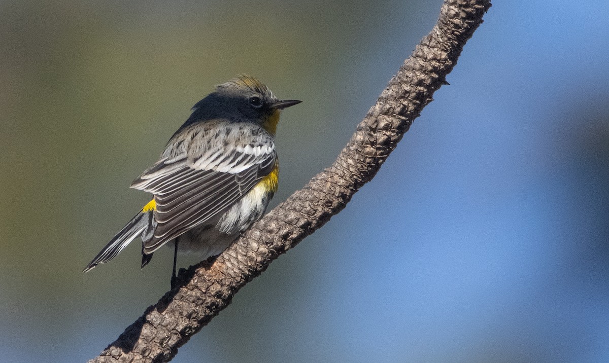 Yellow-rumped Warbler (Audubon's) - ML405231701