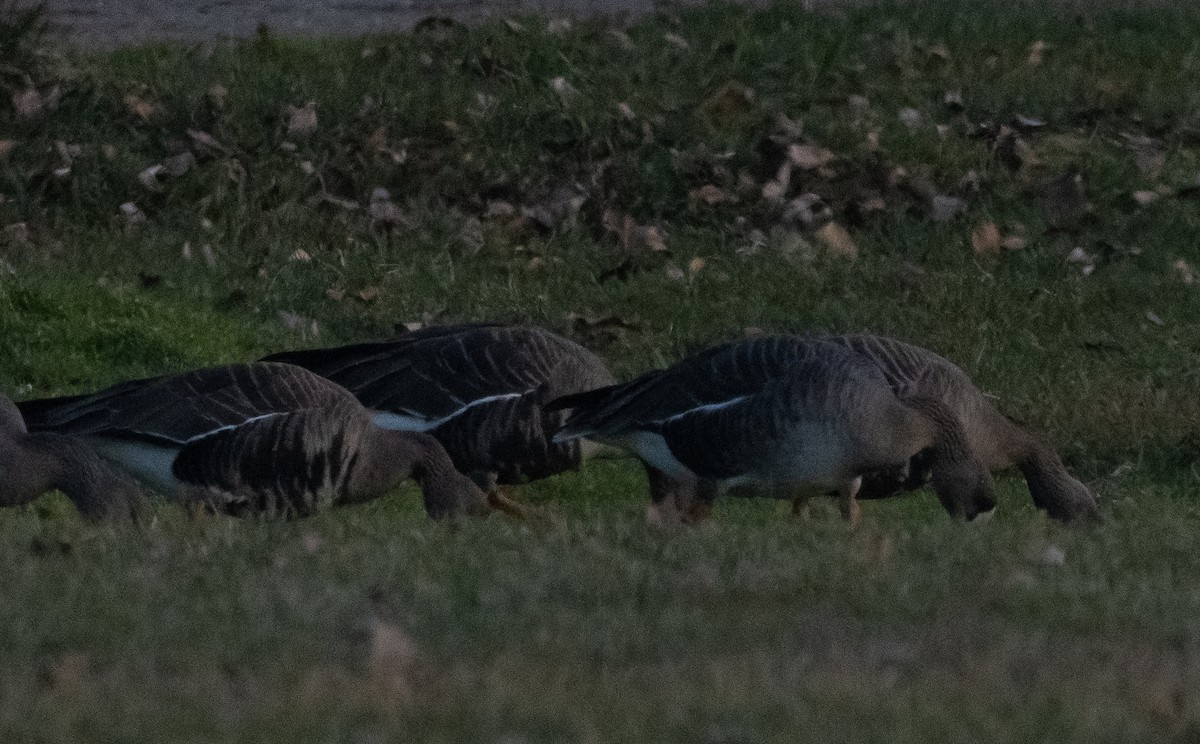 Greater White-fronted Goose (Western) - ML405232191