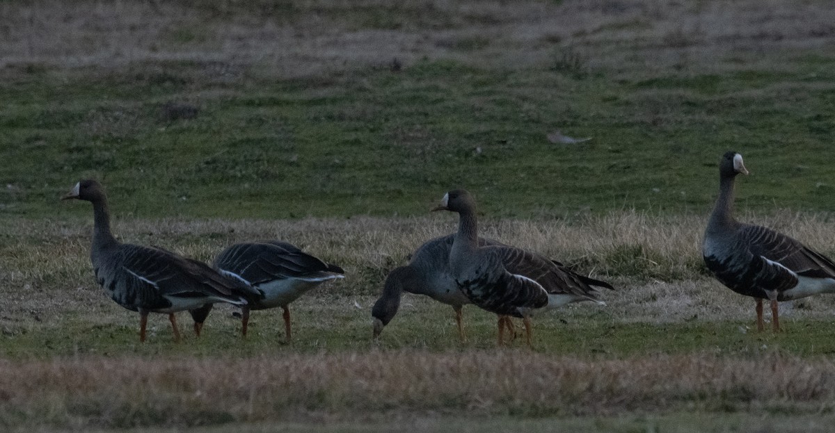 Greater White-fronted Goose (Western) - ML405232211