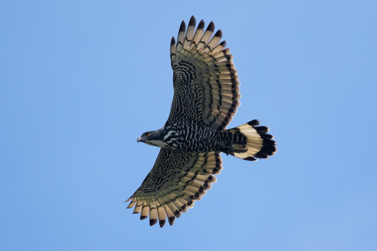 Blyth's Hawk-Eagle - Ayuwat Jearwattanakanok