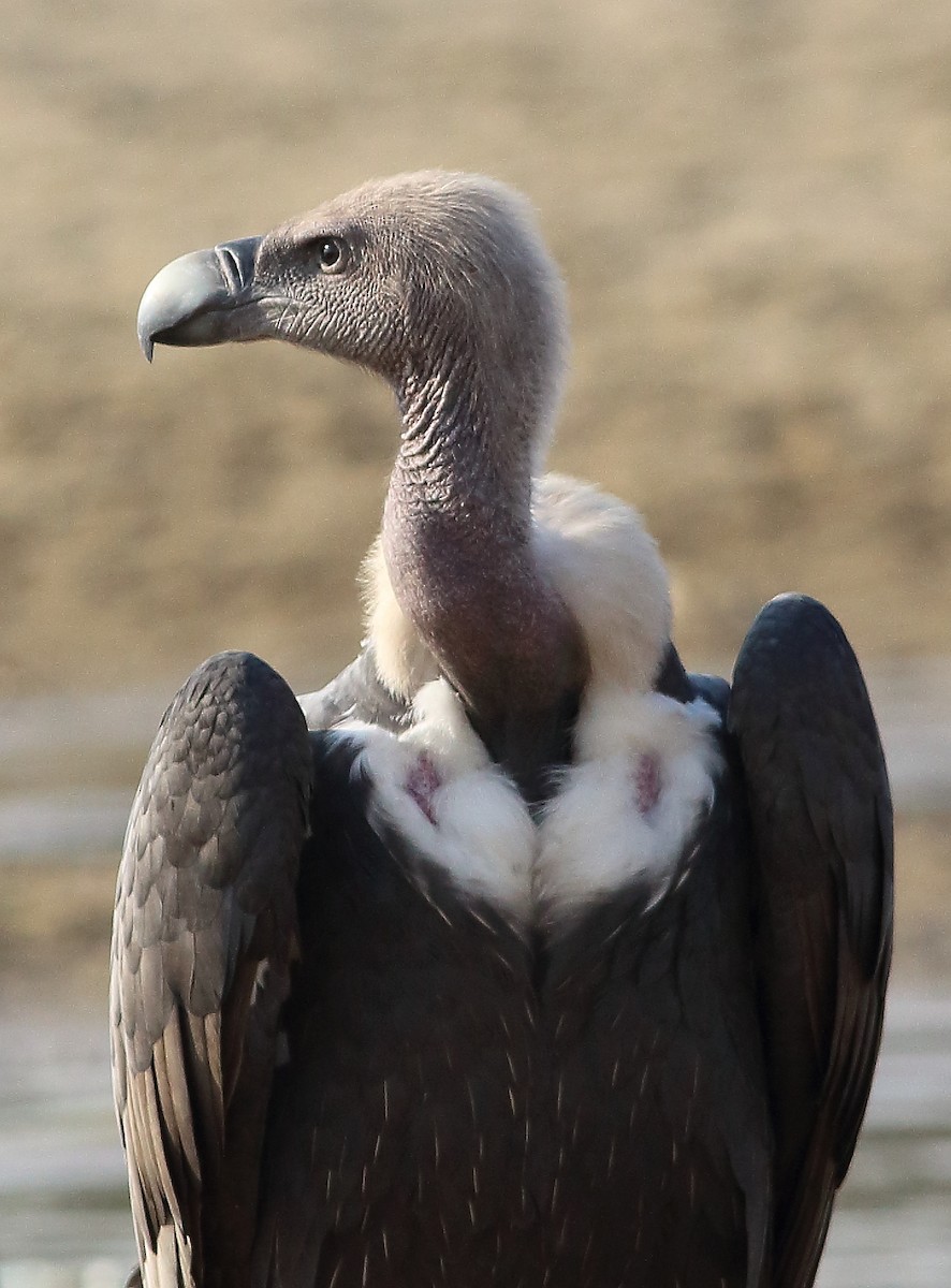 White-rumped Vulture - Nelson George