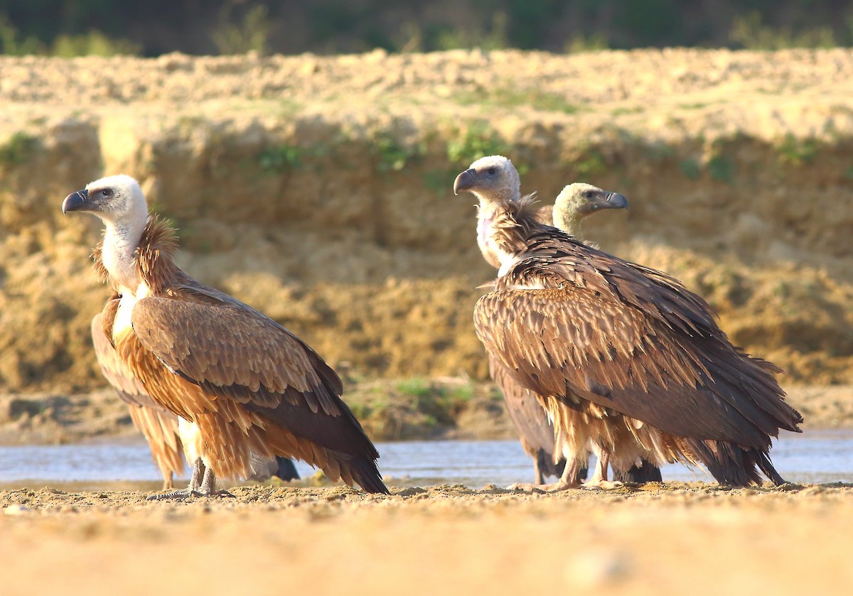 Himalayan Griffon - Nelson George