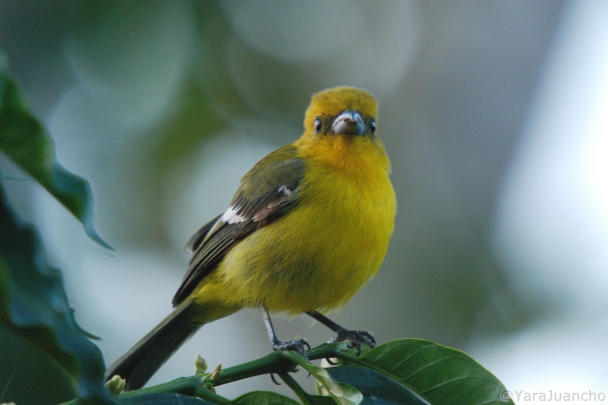 White-winged Tanager - ML405234911