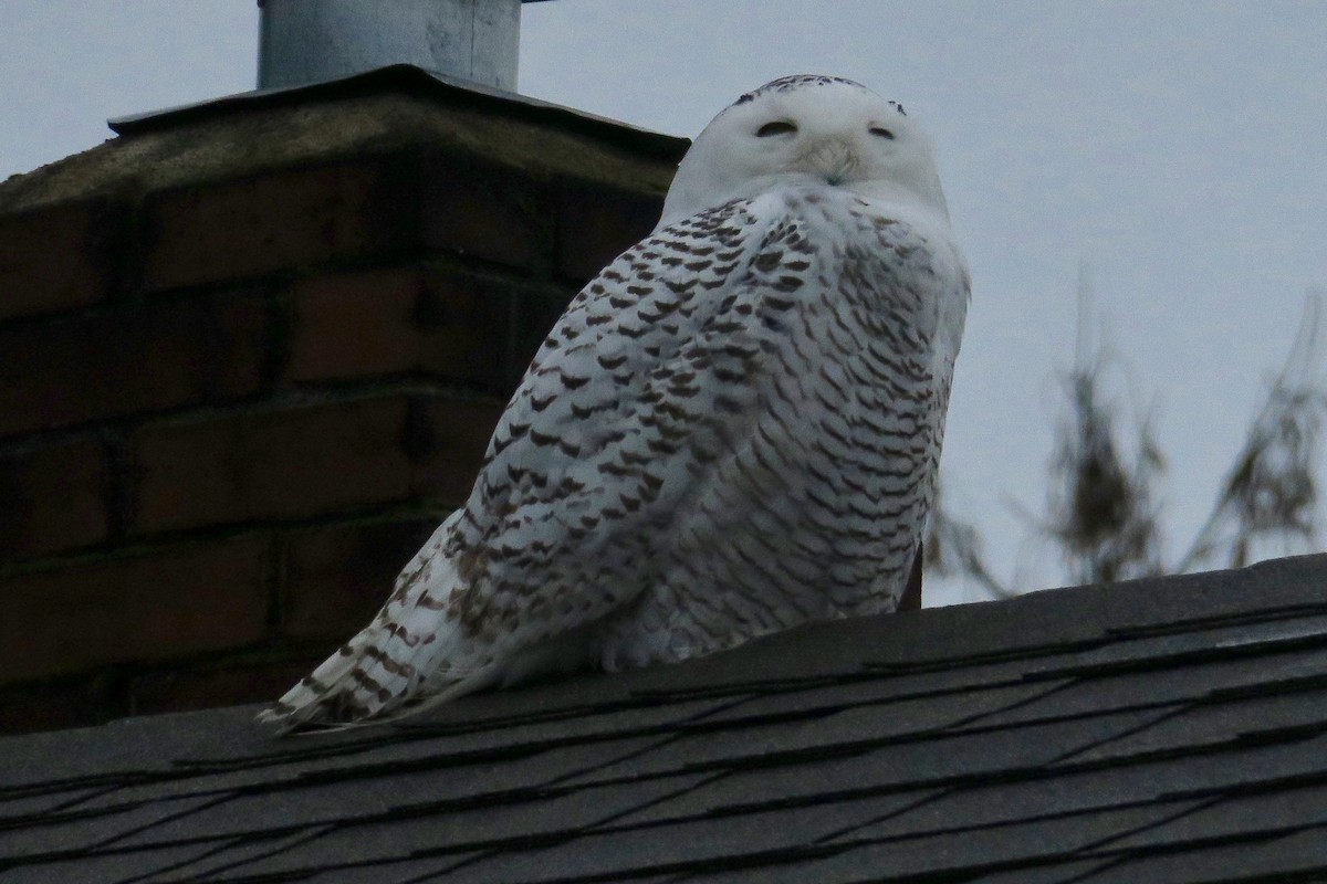 Snowy Owl - ML405236861