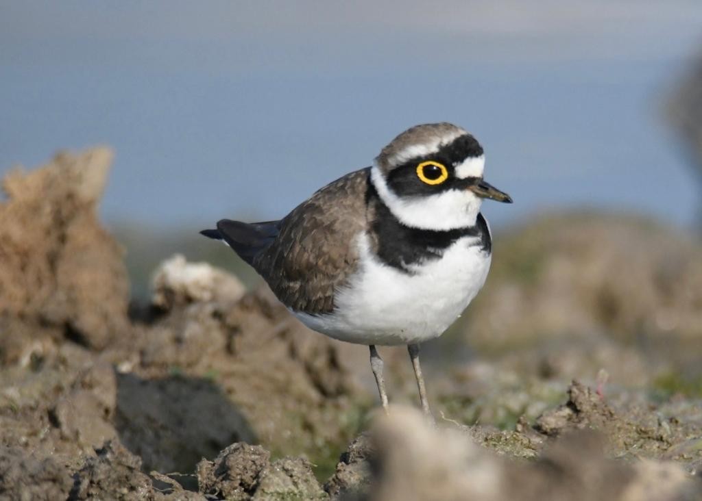 Little Ringed Plover - ML405238431