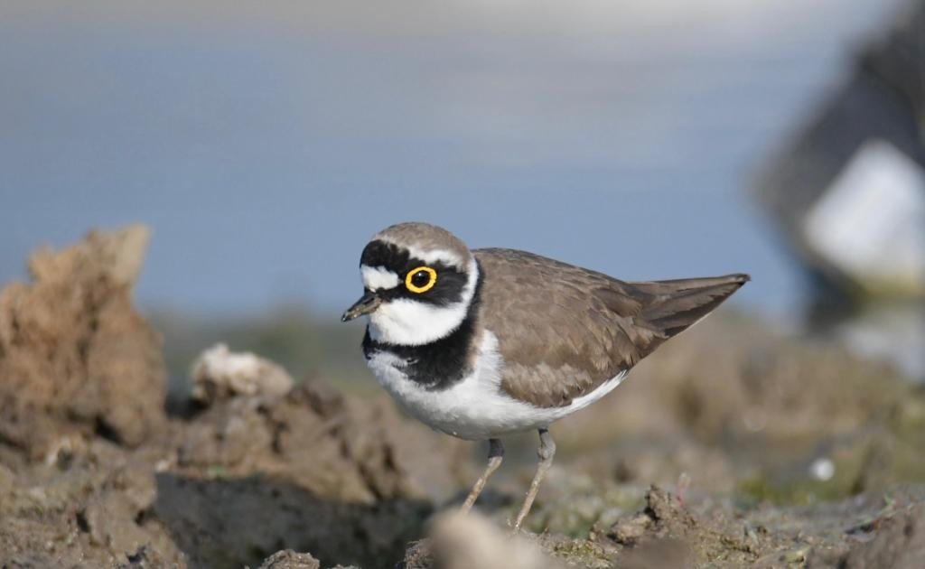 Little Ringed Plover - ML405238481