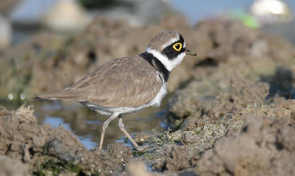 Little Ringed Plover - ML405238691