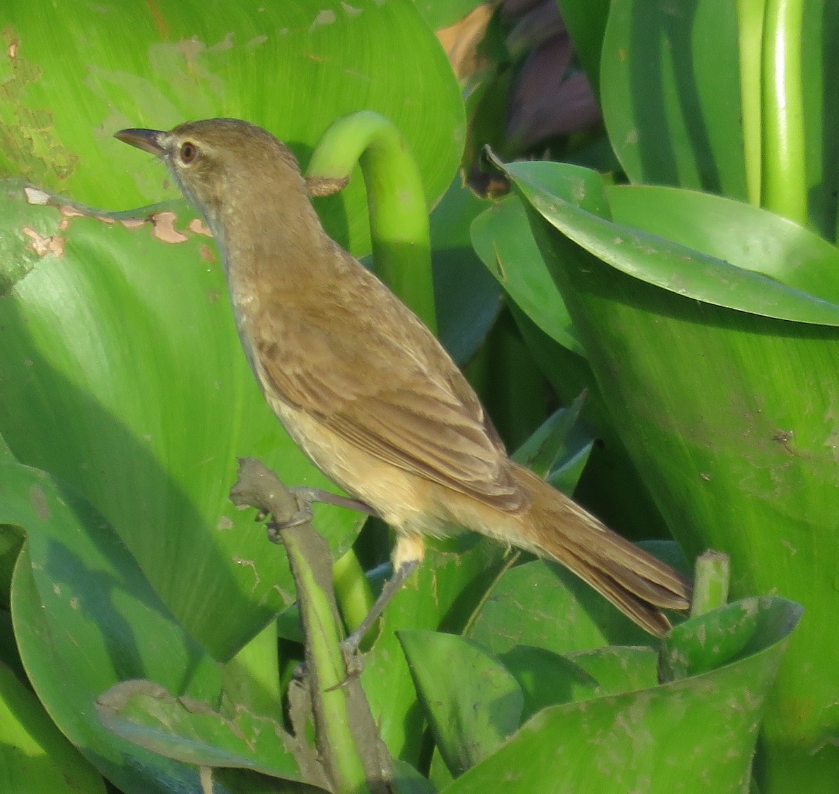 Clamorous Reed Warbler - Felix Neponcio Servita