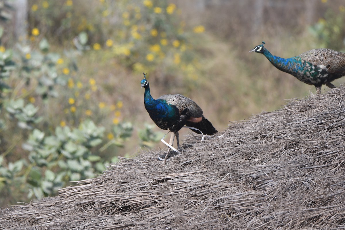 Pavo Real Común - ML405239631