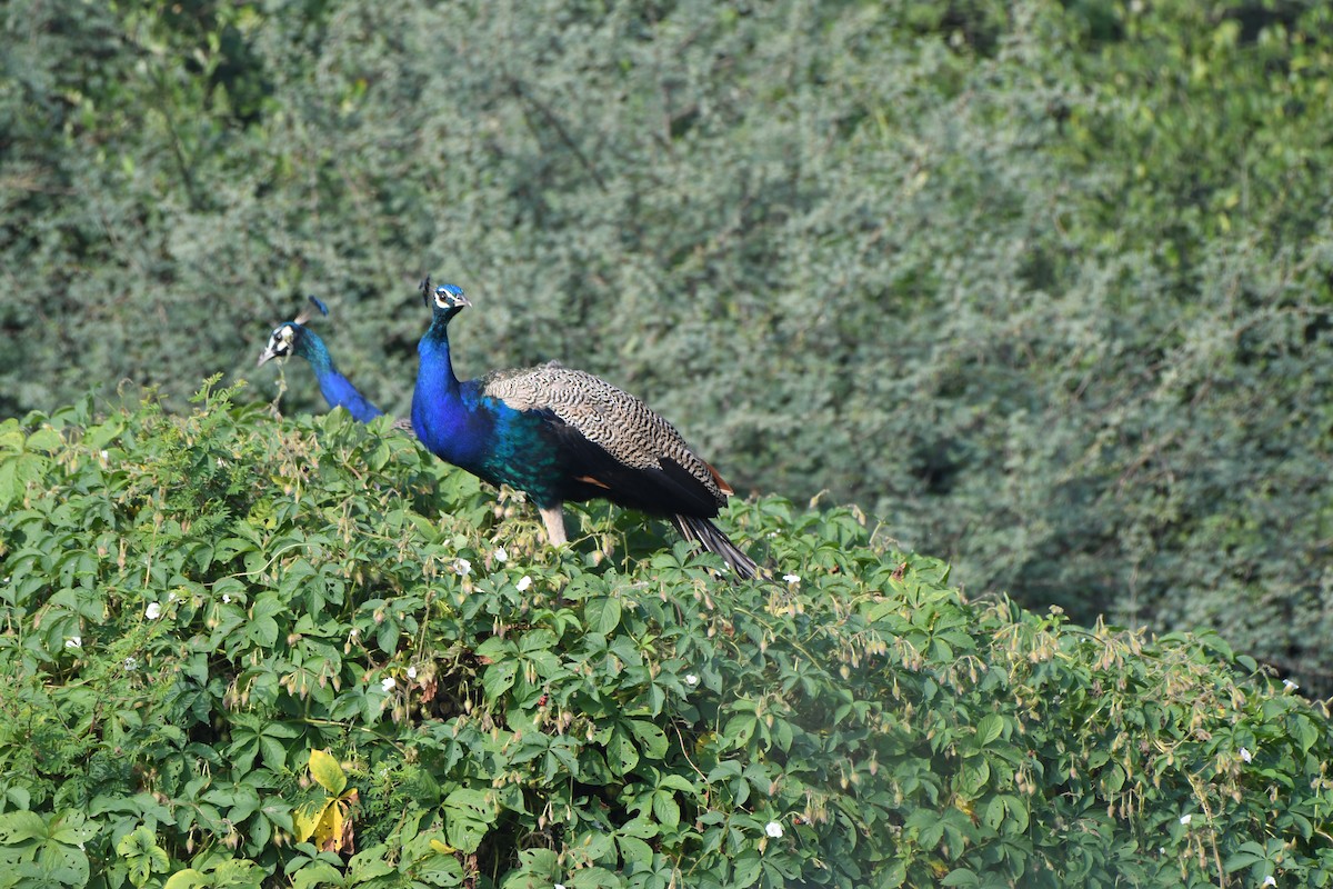 Pavo Real Común - ML405239641
