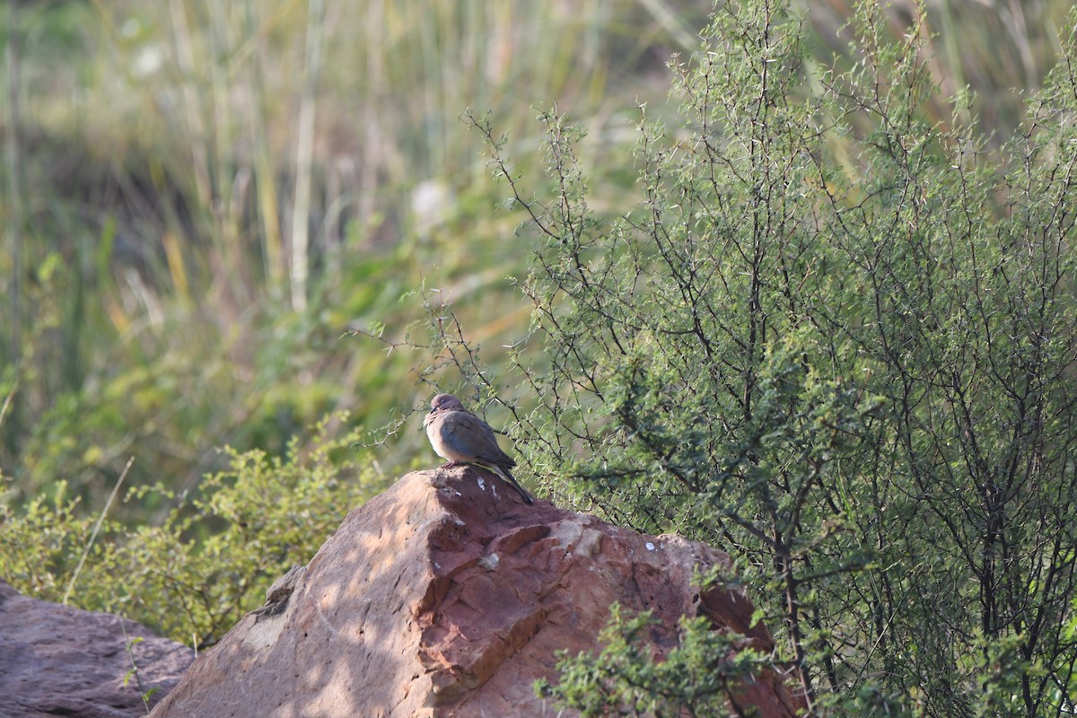 Tórtola Senegalesa - ML405239701