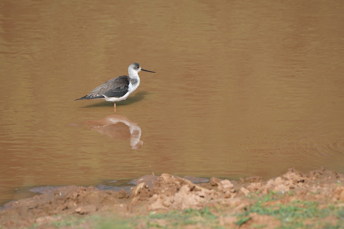 Cigüeñuela Común - ML405239861