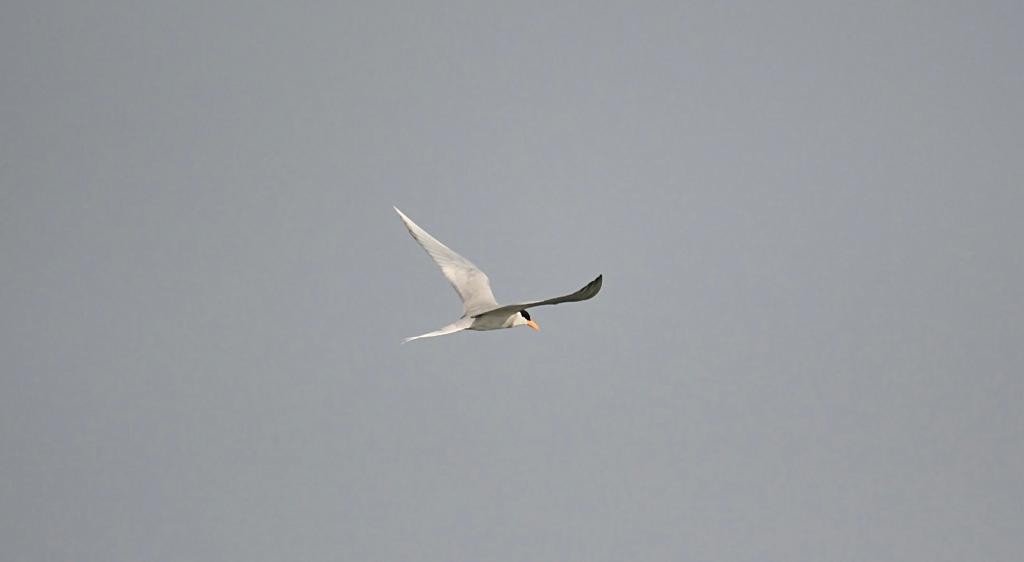 River Tern - ML405239891