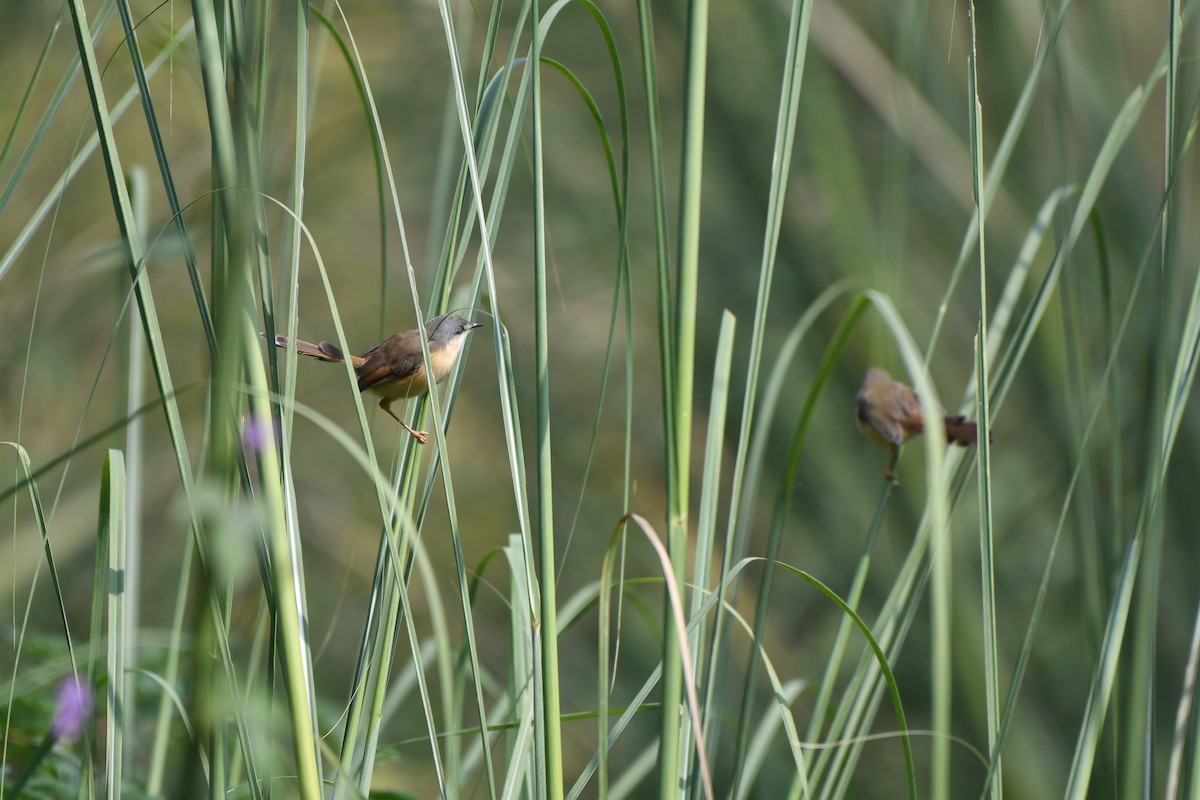 Prinia Cenicienta - ML405240021