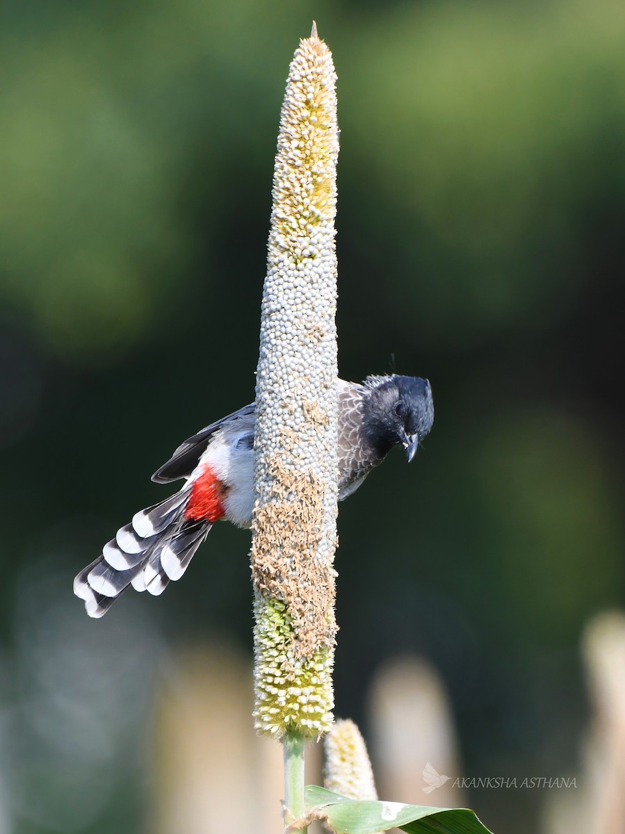 Bulbul Cafre - ML405240181