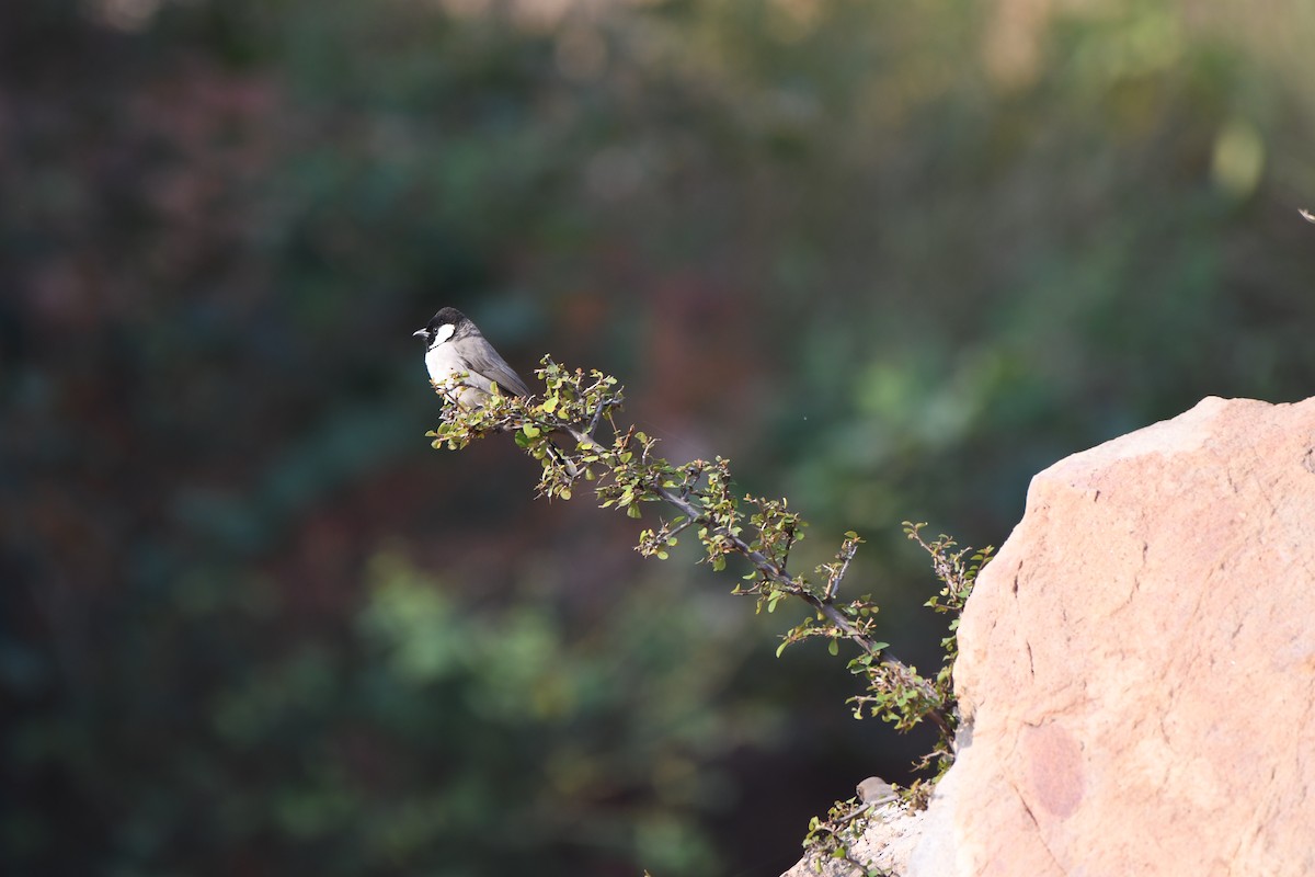 Bulbul Orejiblanco - ML405240521