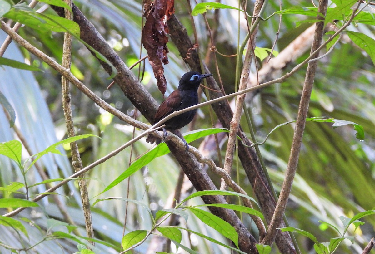 Braunrücken-Ameisenvogel - ML405240531