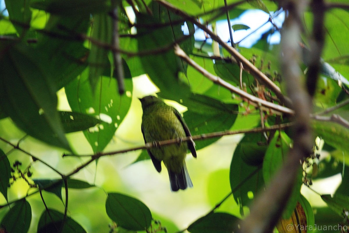 Cotinga magnifique - ML405240821