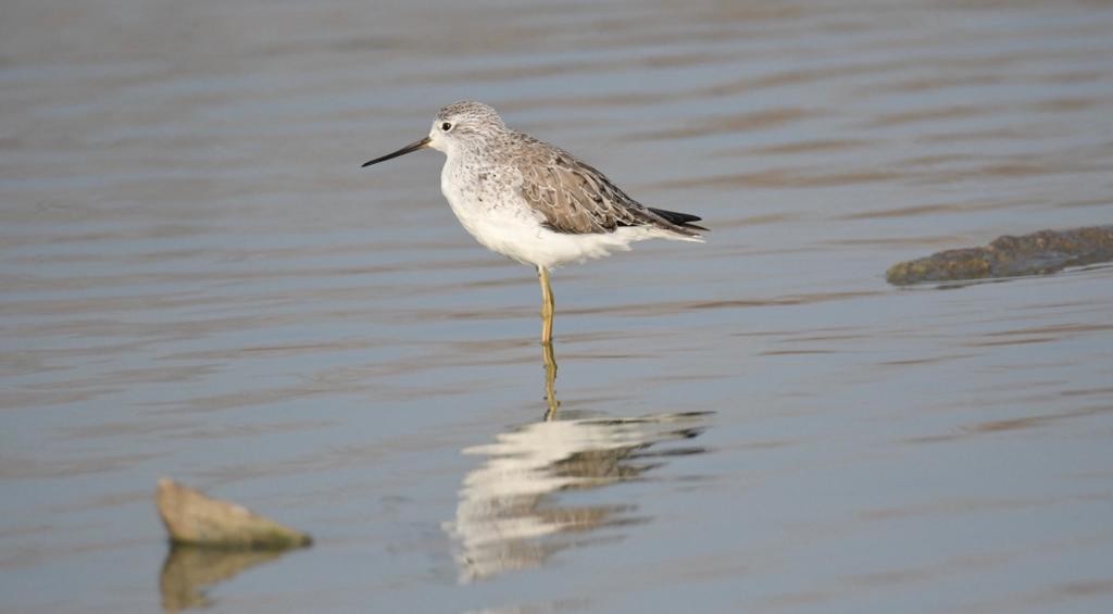 Marsh Sandpiper - ML405241341