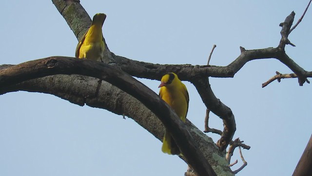 Black-naped Oriole - ML405241401