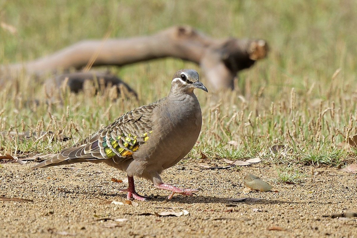 Common Bronzewing - ML405241501