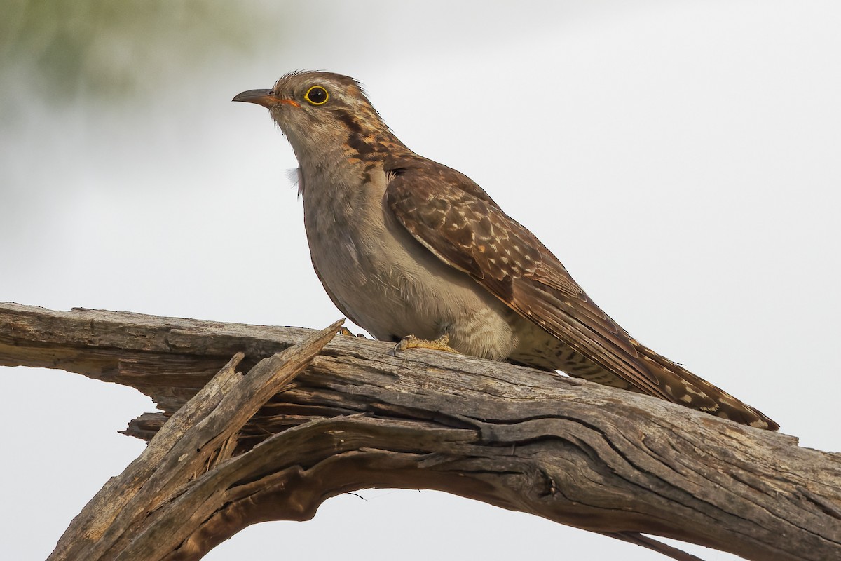 Pallid Cuckoo - ML405241611