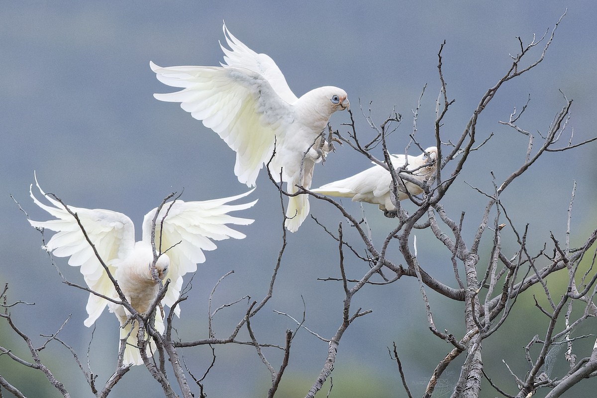 Little Corella - ML405241671