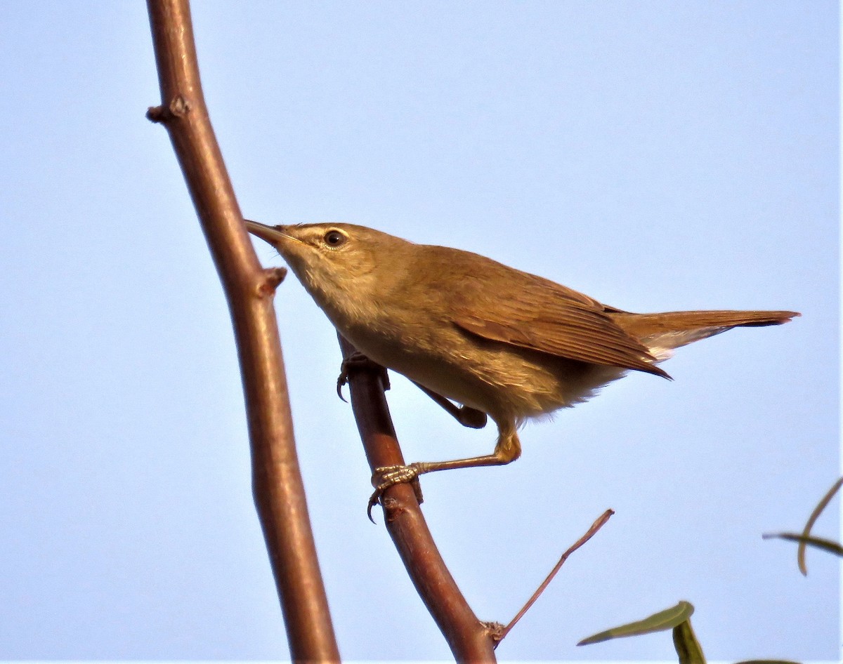 Blyth's Reed Warbler - ML405241741