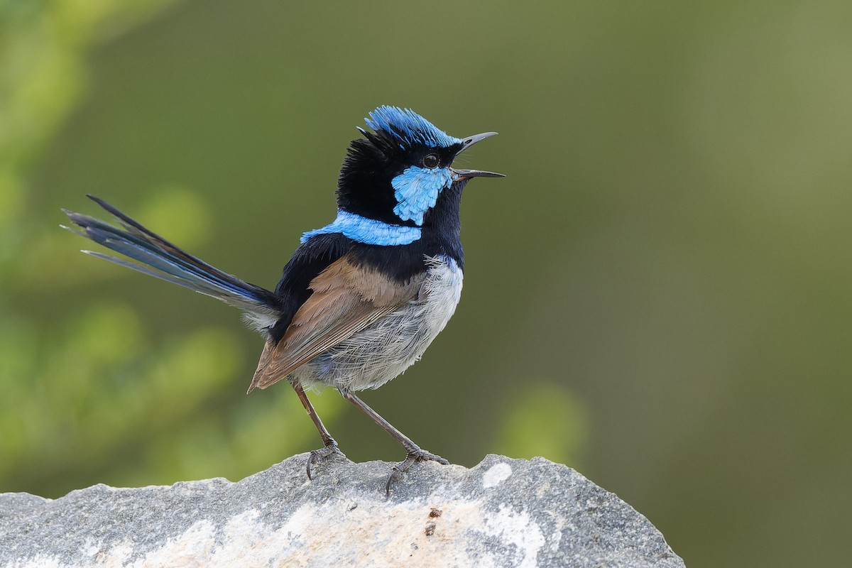 Superb Fairywren - ML405241761