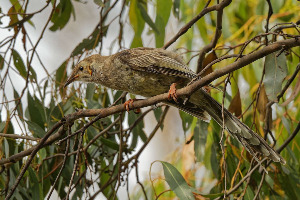 Yellow Wattlebird - ML405241881