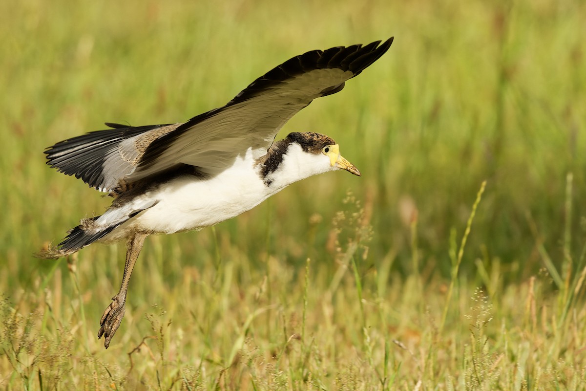 Pavoncella mascherata - ML405241991