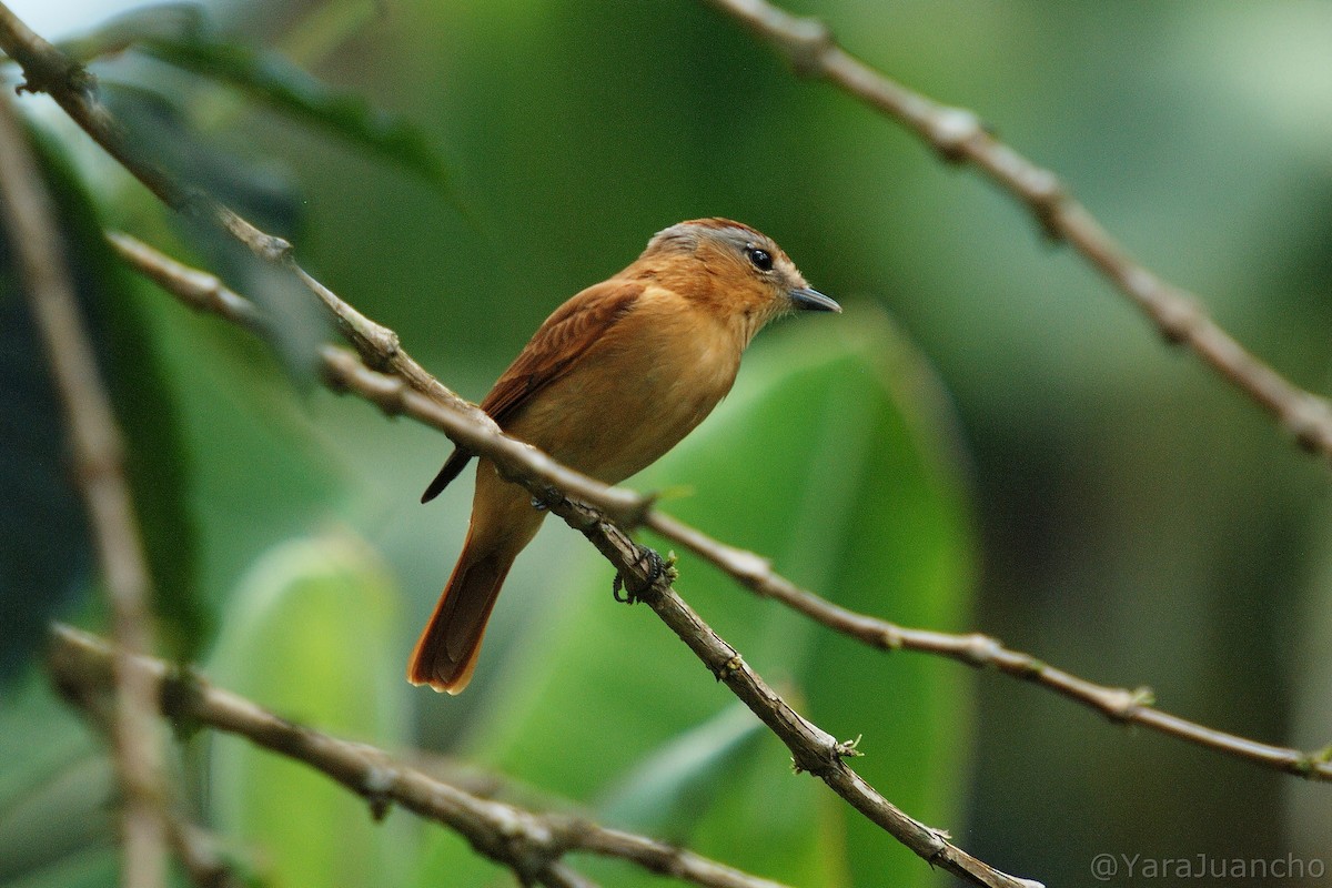 Anambé Castaño - ML405243061