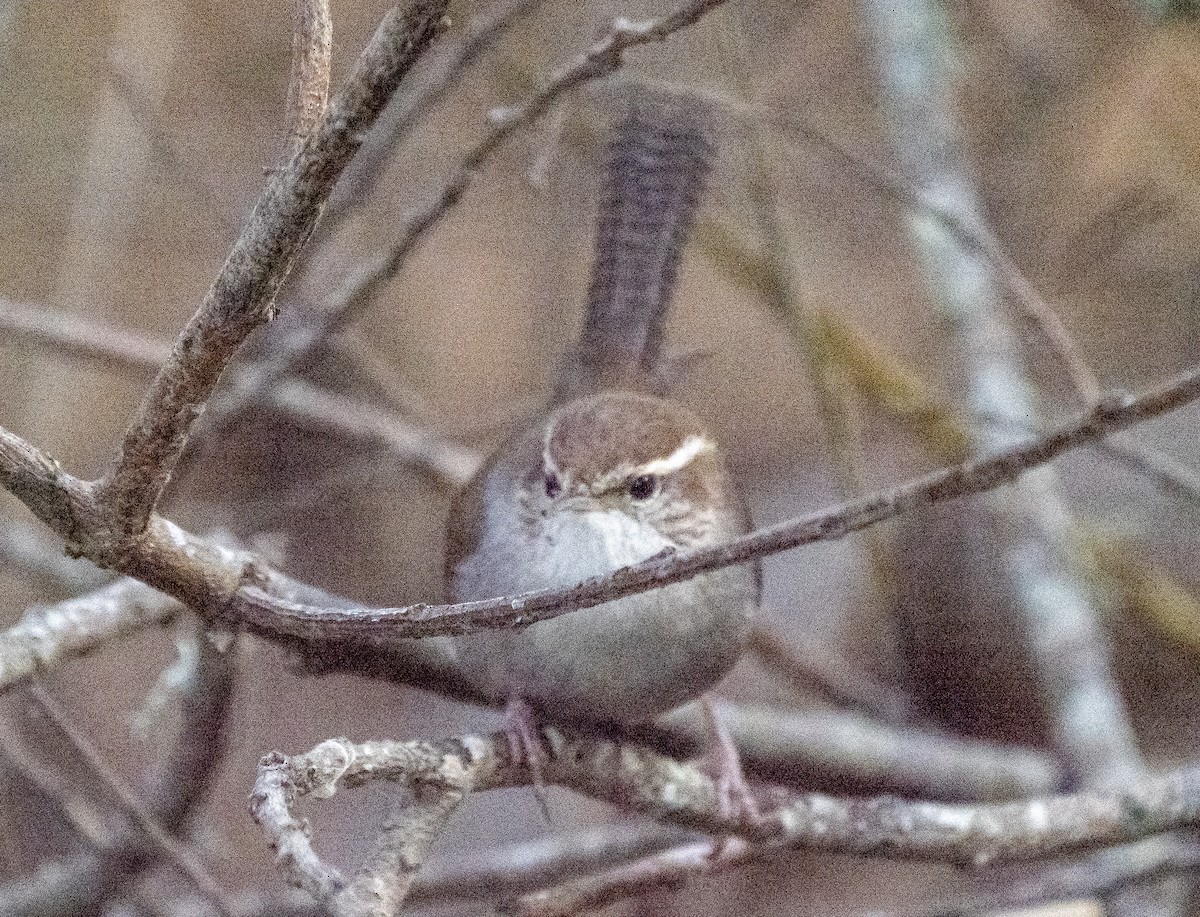 Bewick's Wren - ML405243141