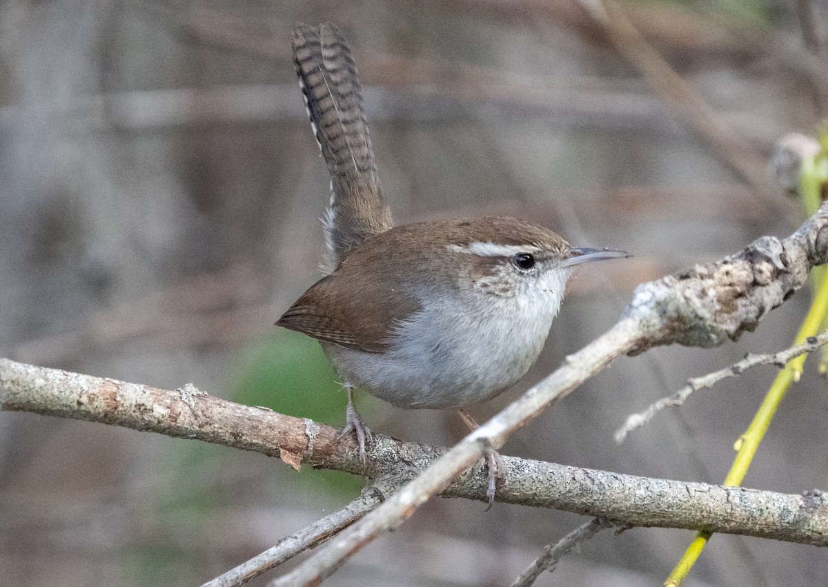 Bewick's Wren - ML405243161