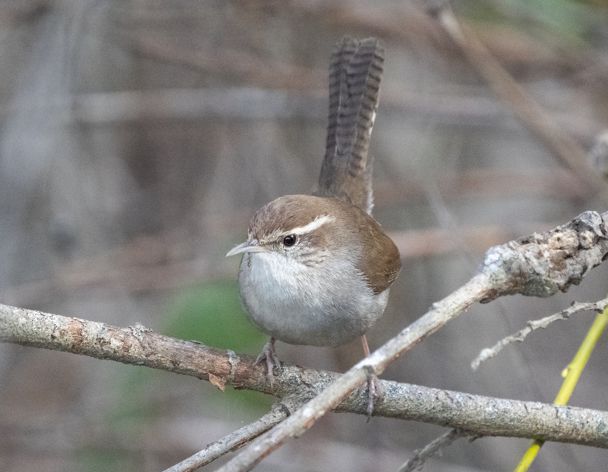 Bewick's Wren - ML405243241