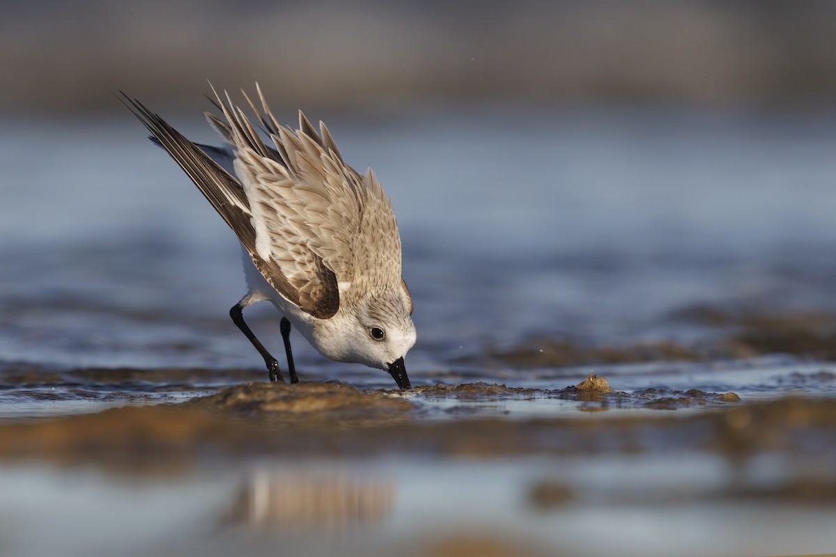 Sanderling - ML405243841