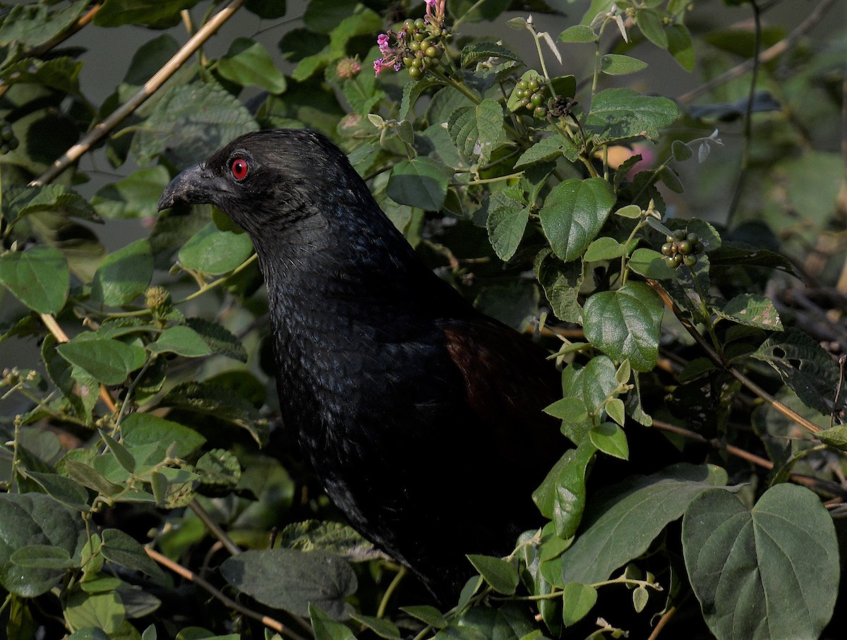 Greater Coucal - ML405243911