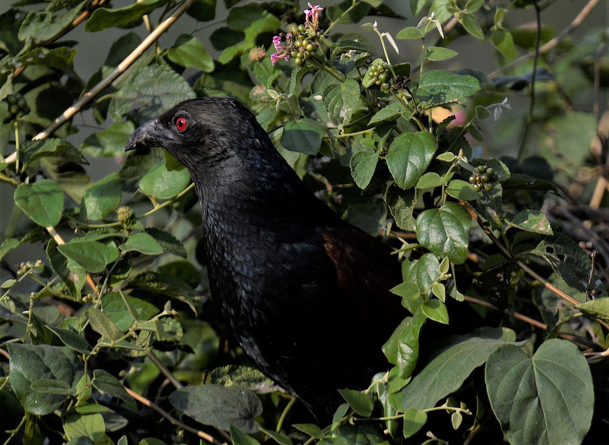 Greater Coucal - ML405243921