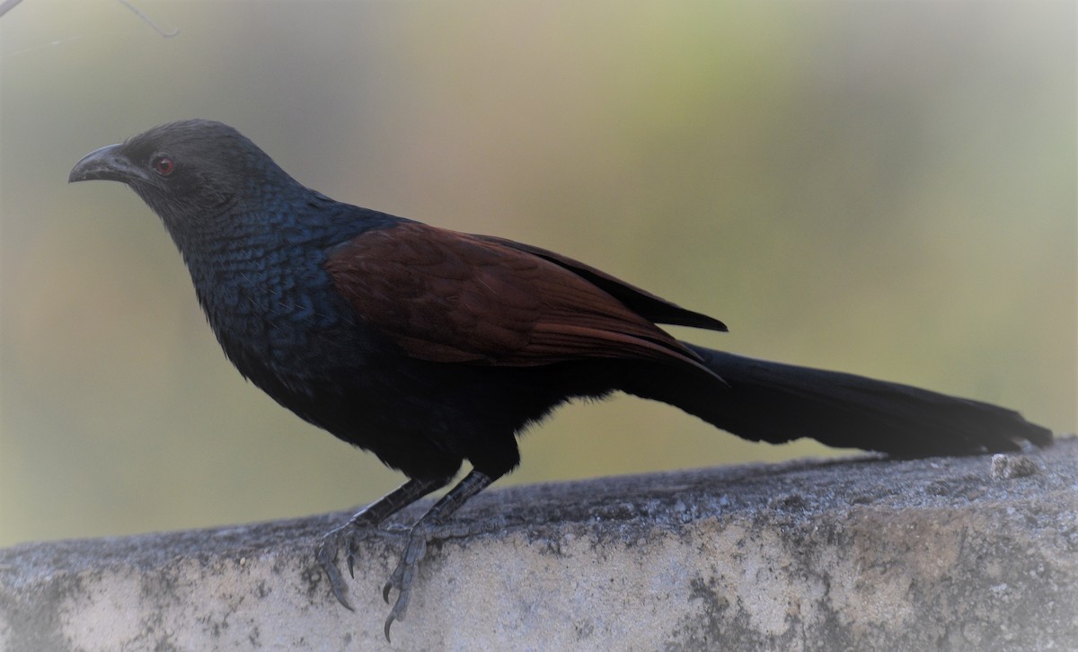 Greater Coucal - ML405243931