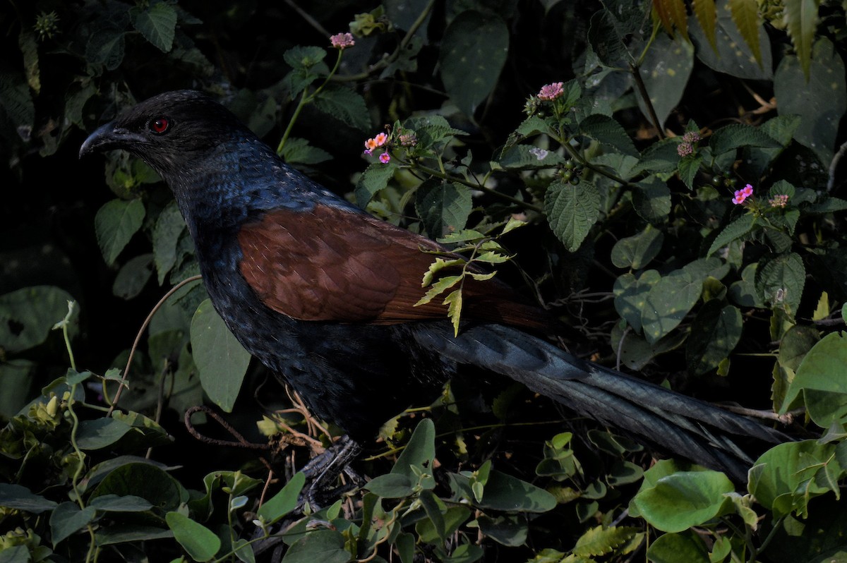 Grand Coucal - ML405243941