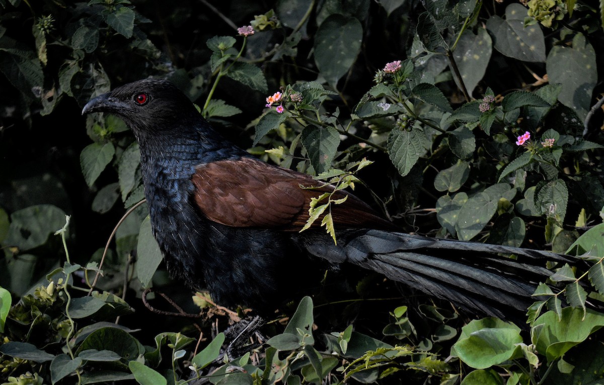 Greater Coucal - ML405243951