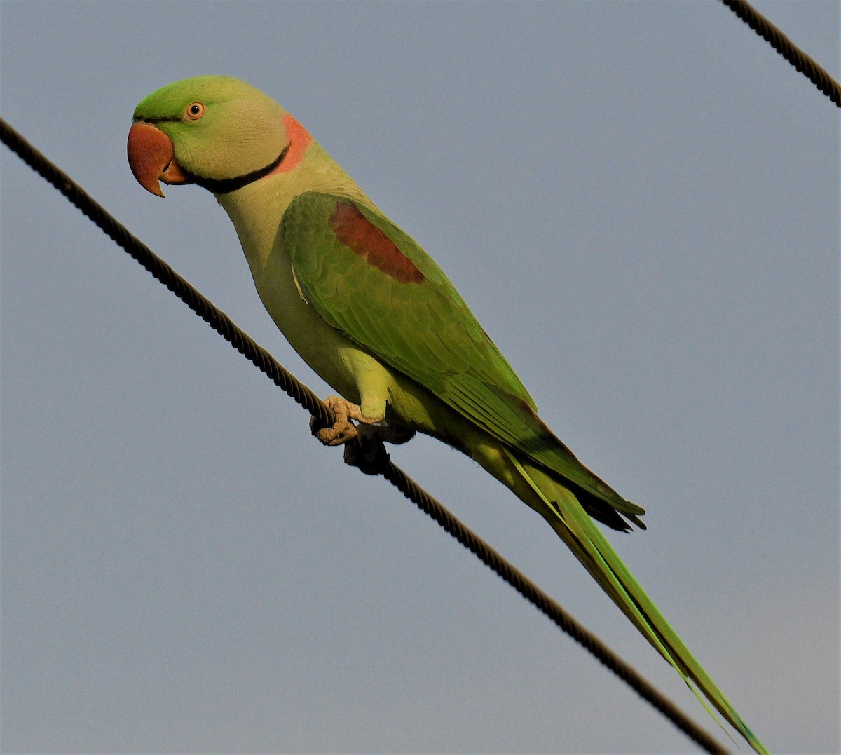 Alexandrine Parakeet - ML405244001