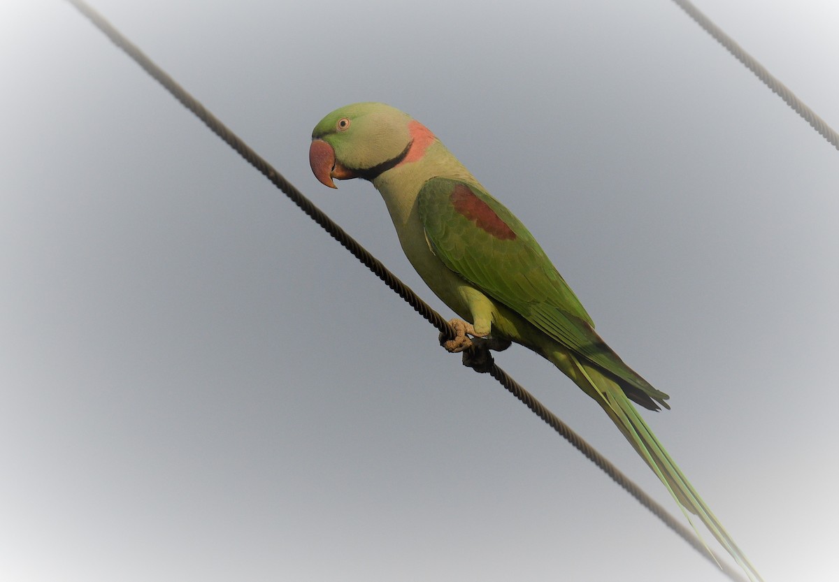 Alexandrine Parakeet - ML405244021