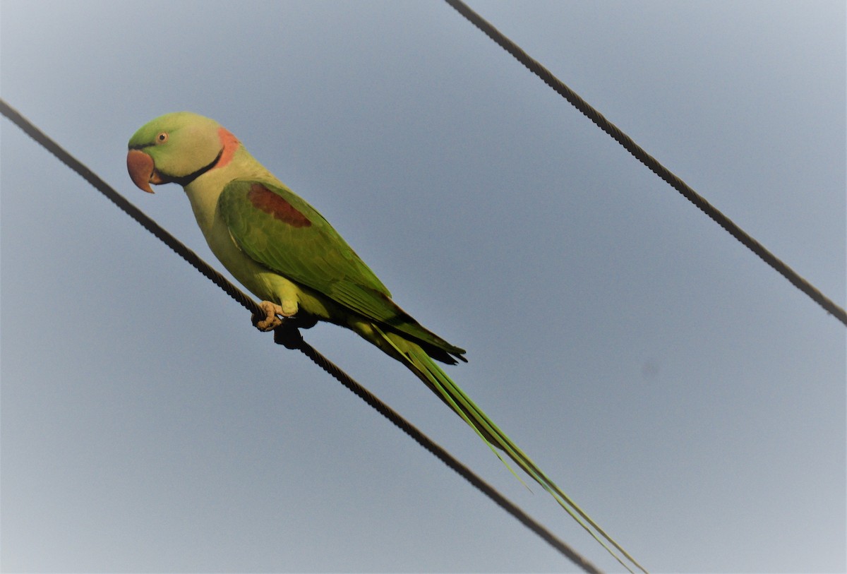 Alexandrine Parakeet - ML405244031