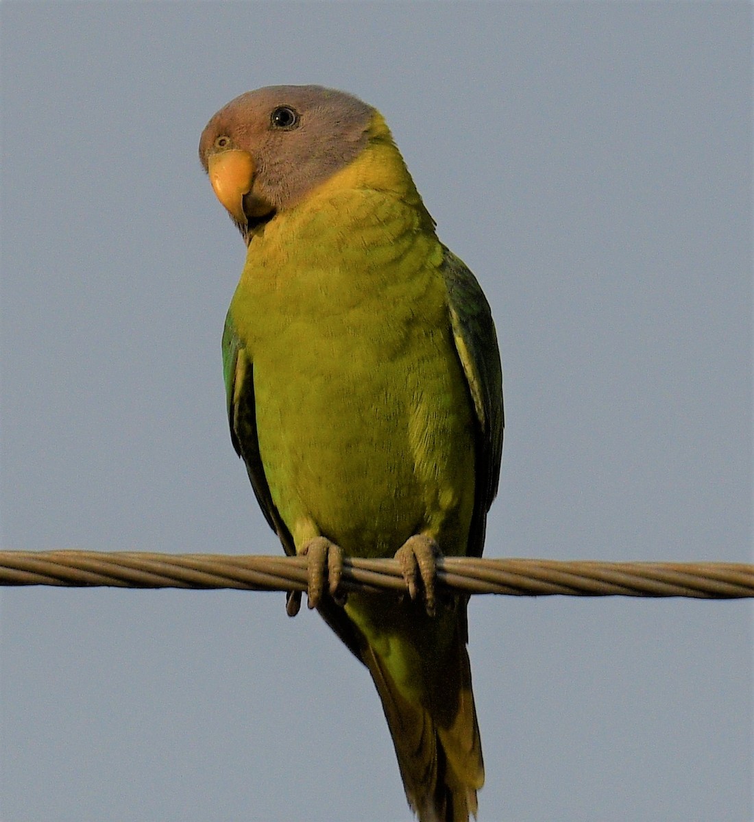Сливоголовый кольчатый попугай - ML405244411
