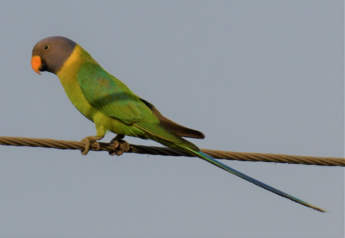 Plum-headed Parakeet - ML405244421